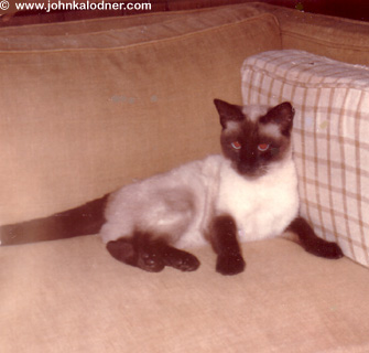 Lee The Cat!!! - Gladwyne, PA - 1960